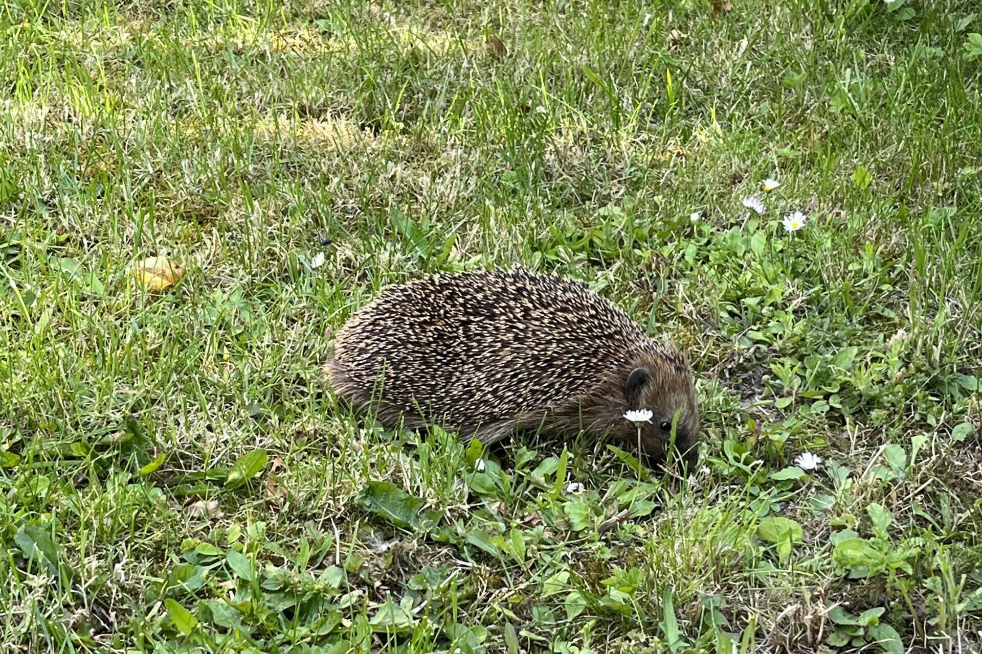 Verletzter Igel