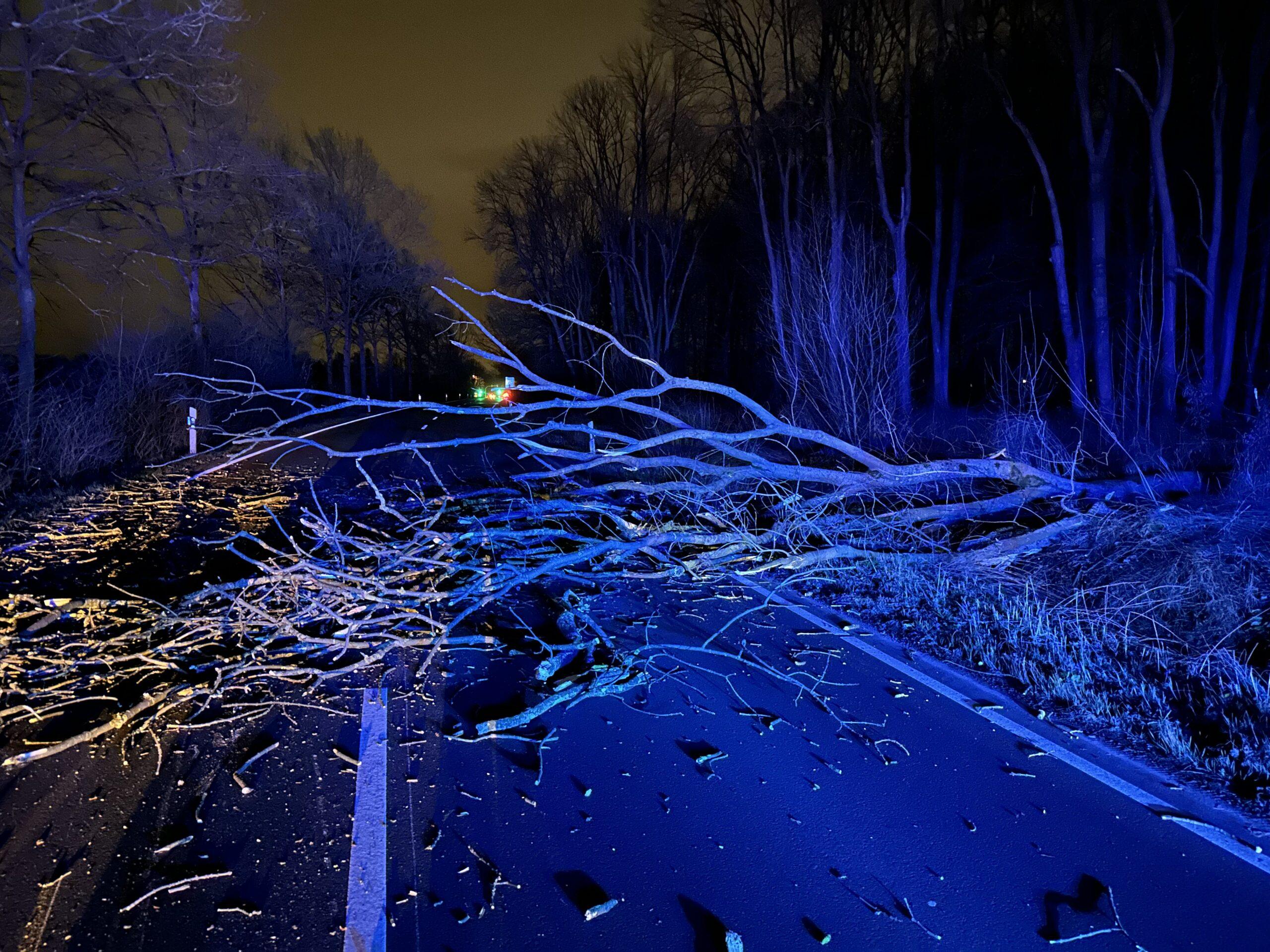 Baum auf Straße